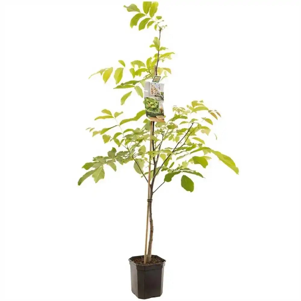 Nuc Regia Hartley (Juglans Regia), cu gust dulce-untos, an 2 pe rod