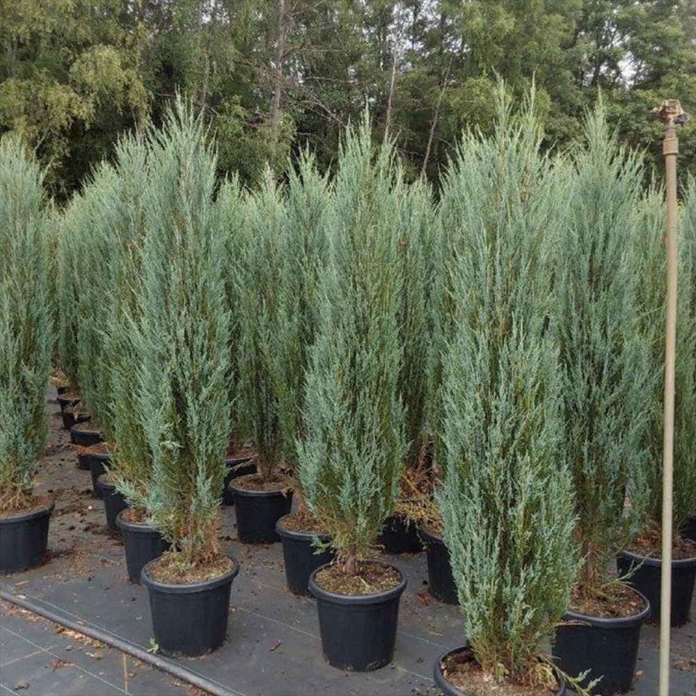 Ienupar columnar albastru de Munte Blue Arrow, conifer albastru decorativ, rezistent la ger, ideal pentru spatii inguste