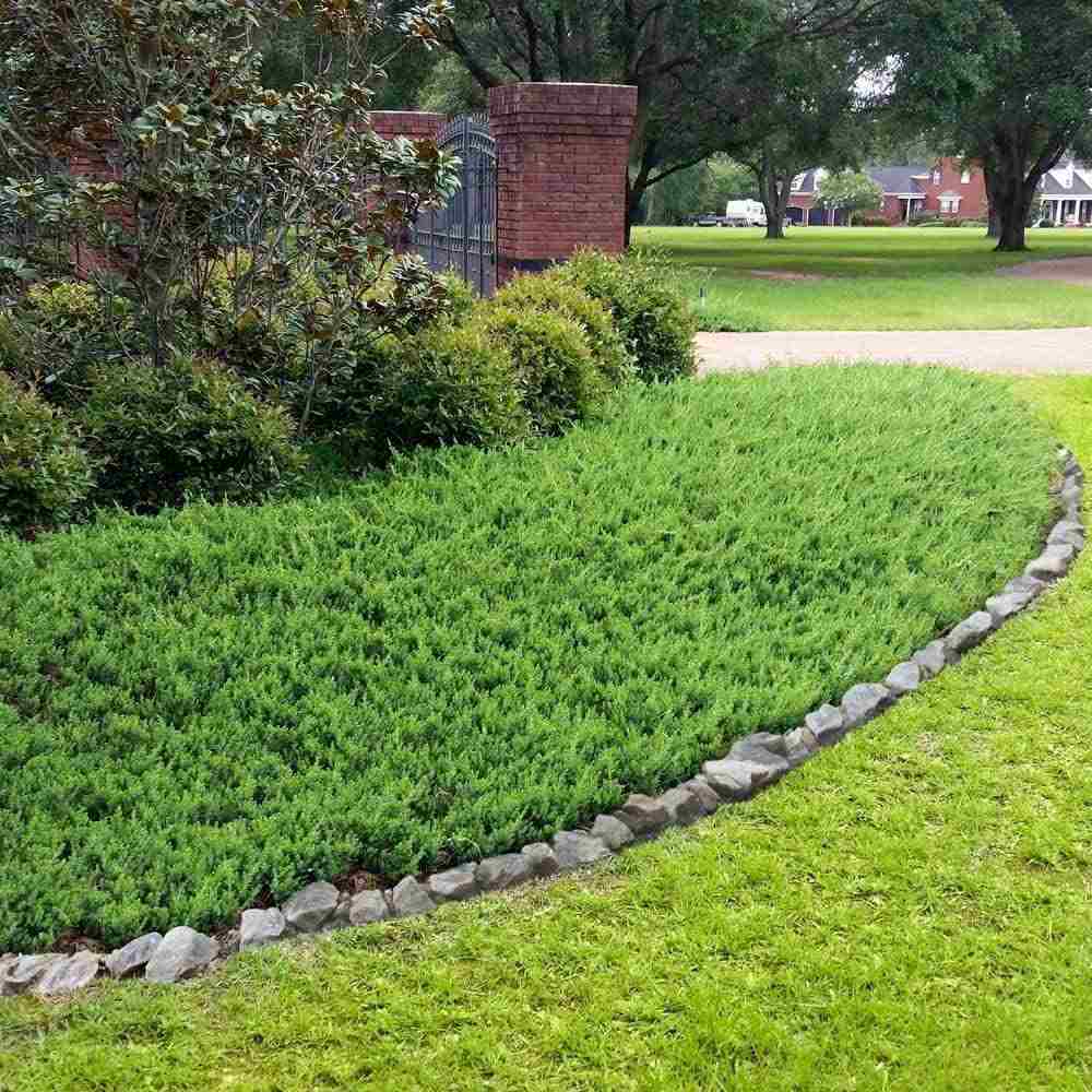 Ienupar Blue Pacific, tarator, conifer cu frunzis albastru-verzui, robust, ideal pentru taluzuri si stancarii