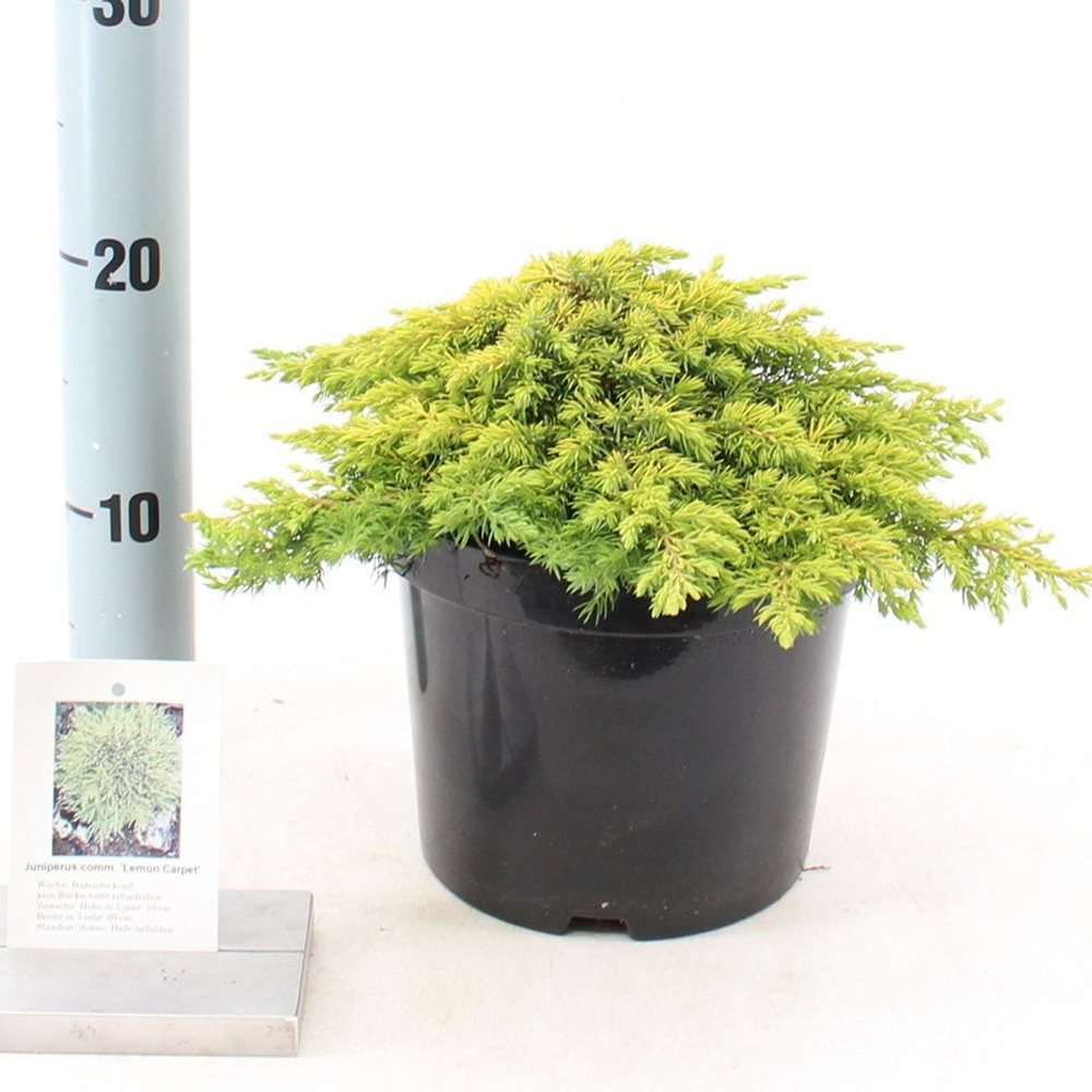 Ienupar Golden Carpet, tarator, conifer cu frunzis galben lamaie, bronz-deschis iarna, tolerant la seceta