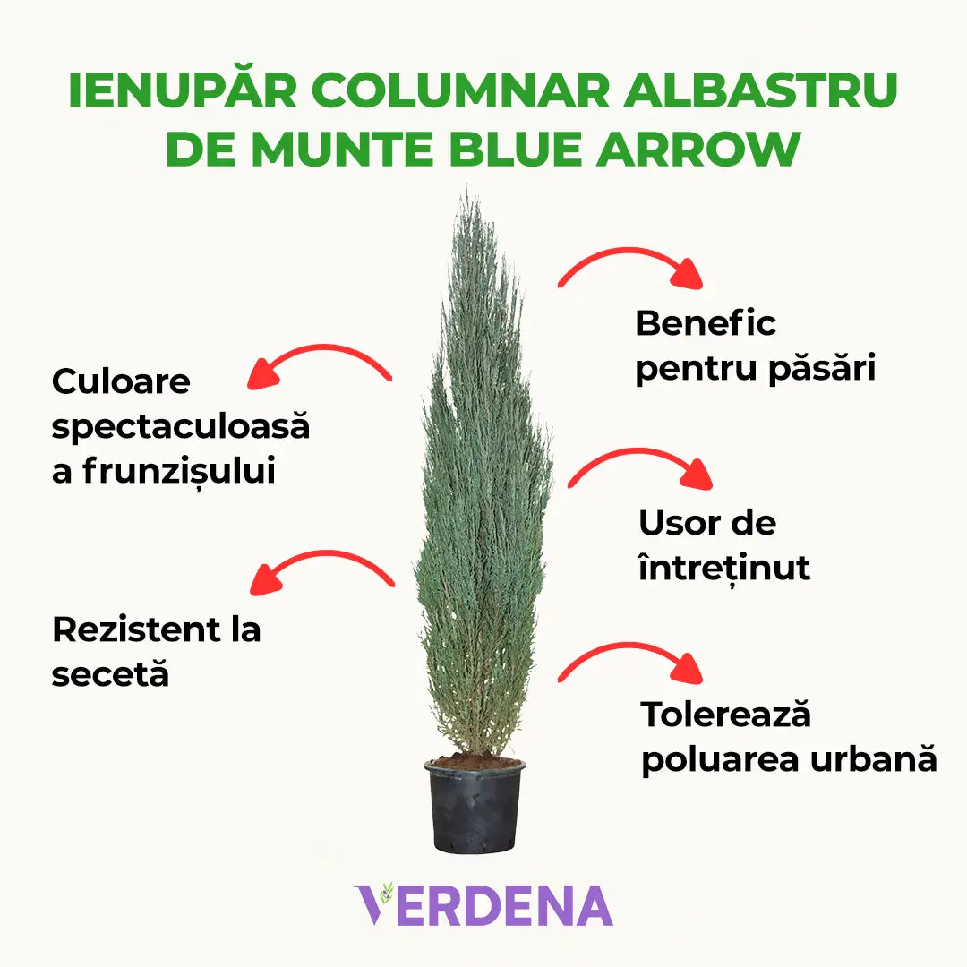 Ienupar columnar albastru de Munte Blue Arrow, conifer albastru decorativ, rezistent la ger, ideal pentru spatii inguste