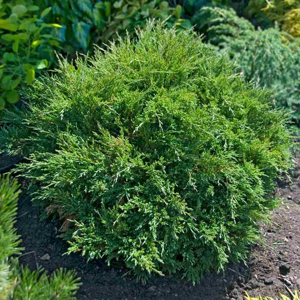 Хвойна Andorra Compact, пълзяща, с наситено зелена листна маса, компактна, вечнозелена