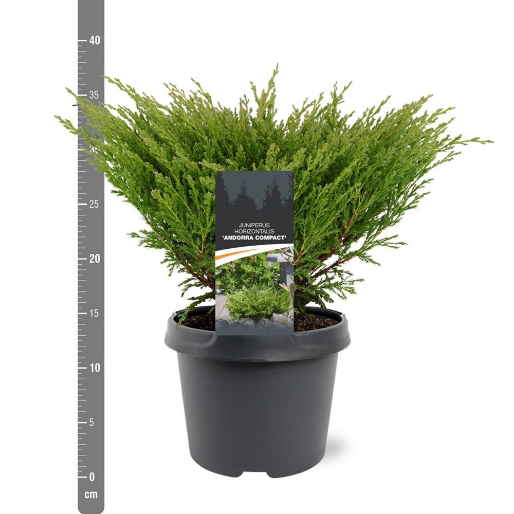 Хвойна Andorra Compact, пълзяща, с наситено зелена листна маса, компактна, вечнозелена