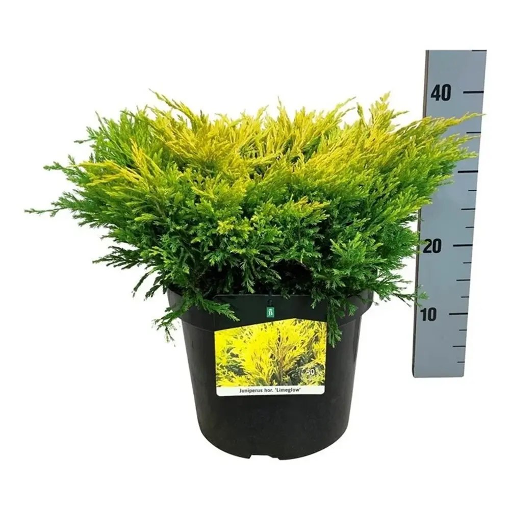 Хвойна Limeglow, пълзяща, с яркозелено-лаймова листна маса целогодишно, подходяща за склонове и бордюри, за начинаещи