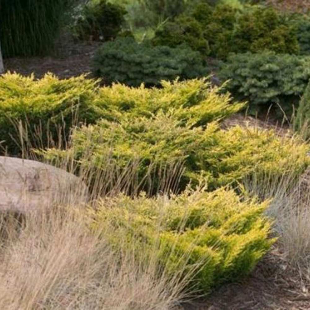 Хвойна Limeglow, пълзяща, с яркозелено-лаймова листна маса целогодишно, подходяща за склонове и бордюри, за начинаещи