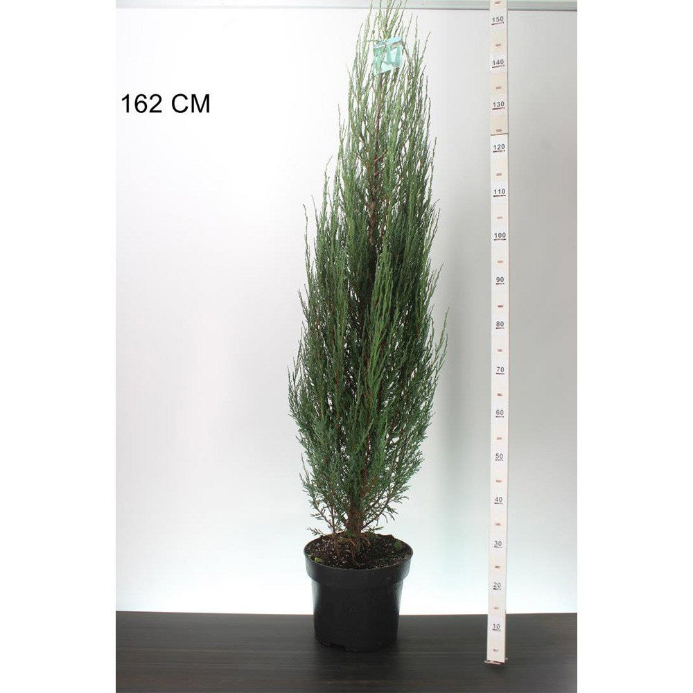 Ienupar columnar albastru de Munte Blue Arrow, conifer albastru decorativ, rezistent la ger, ideal pentru spatii inguste