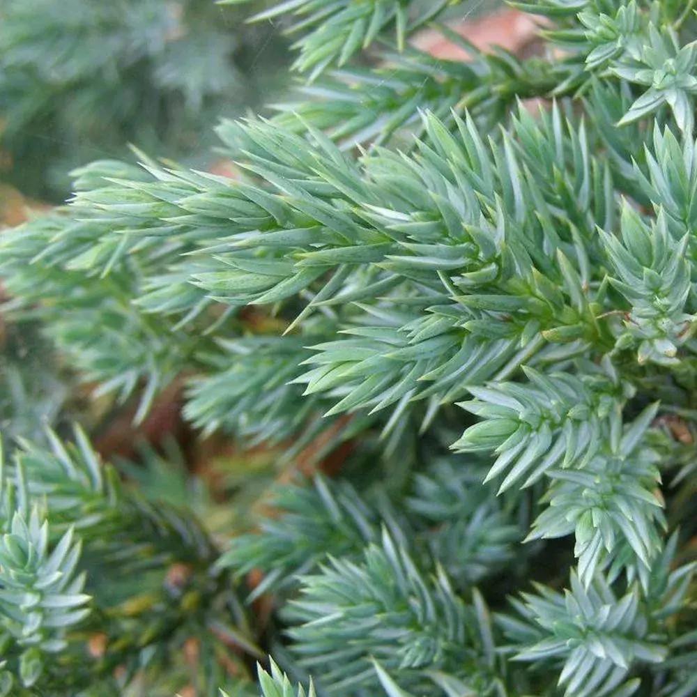 Ienupar Blue Swede, tarator cu frunzis albastru, vesnic verde, rezistent la frig
