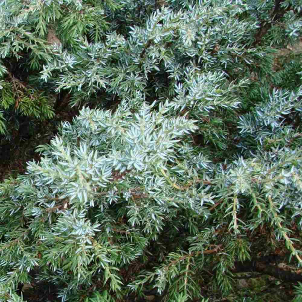 Ienupar Silver Carpet (Juniperus communis), frunzis argintii-albastrui, conifer tarator vesnic verde, ideal pentru taluzuri si stancarii