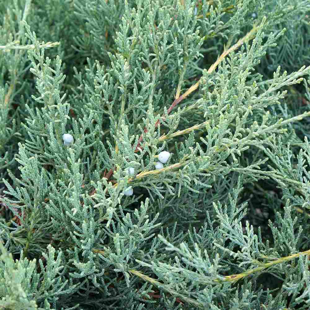 Ienupar Silver Carpet (Juniperus communis), frunzis argintii-albastrui, conifer tarator vesnic verde, ideal pentru taluzuri si stancarii