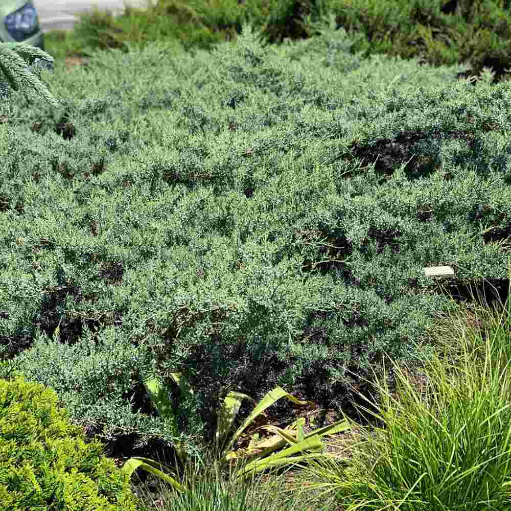 Ienupar Silver Carpet (Juniperus communis), frunzis argintii-albastrui, conifer tarator vesnic verde, ideal pentru taluzuri si stancarii