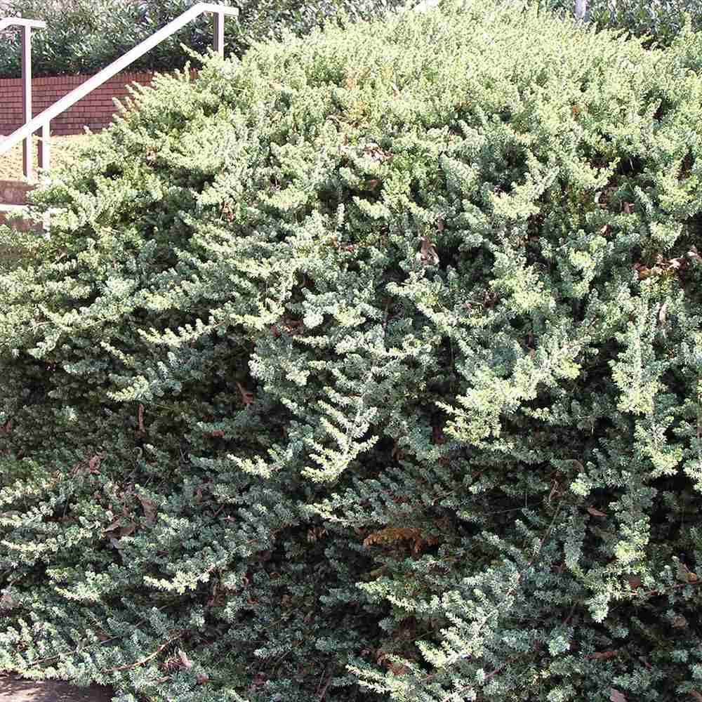 Ienupar Silver Carpet (Juniperus communis), frunzis argintii-albastrui, conifer tarator vesnic verde, ideal pentru taluzuri si stancarii