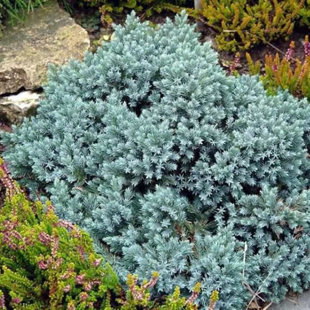 Ienupar tarator Albastru Blue Star