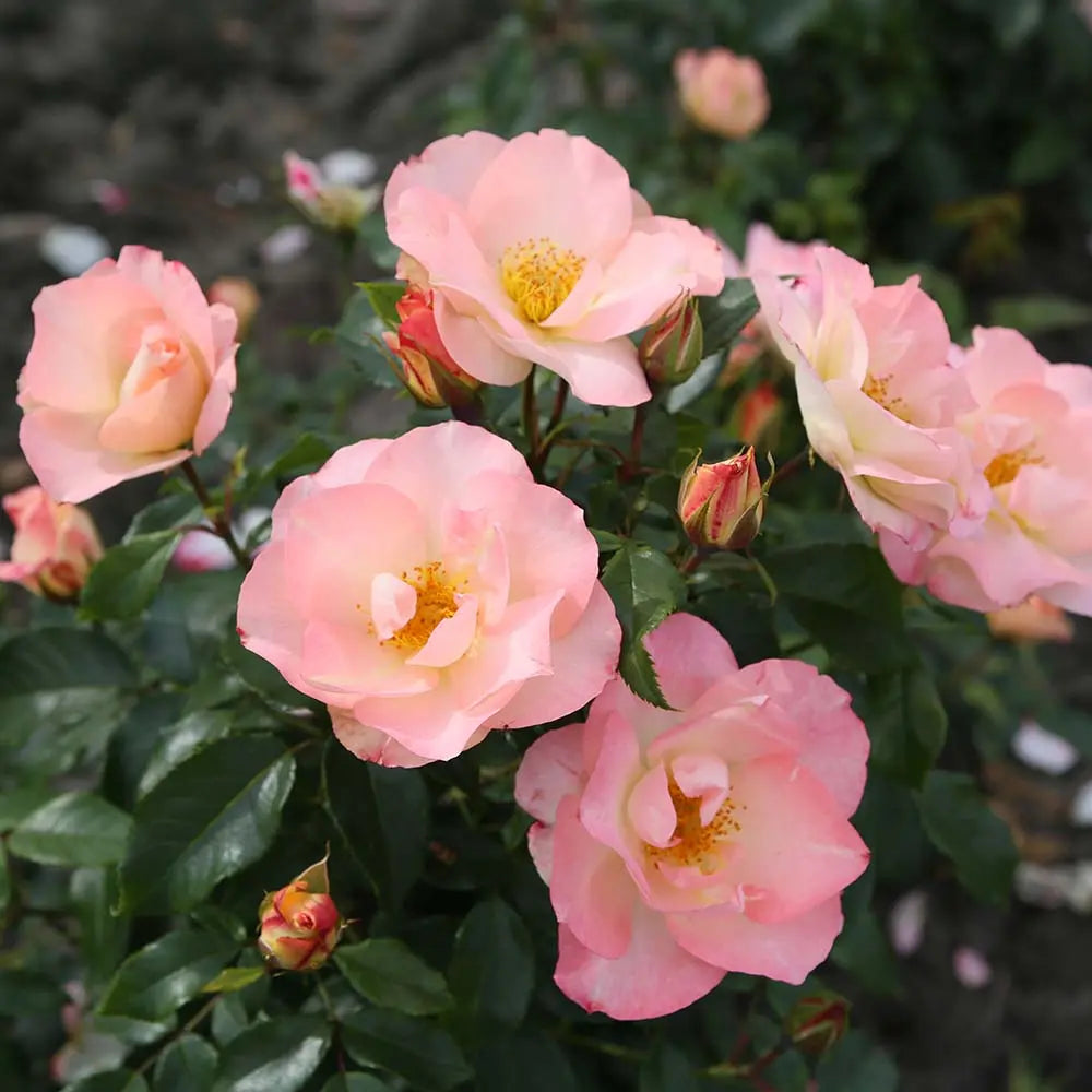 Trandafir floribunda roz-somon Zauberhaft, cu inflorire repetata