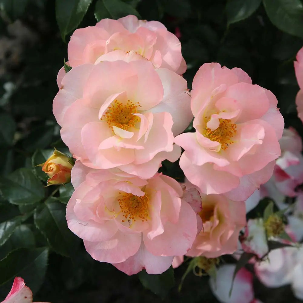 Trandafir floribunda roz-somon Zauberhaft, cu inflorire repetata