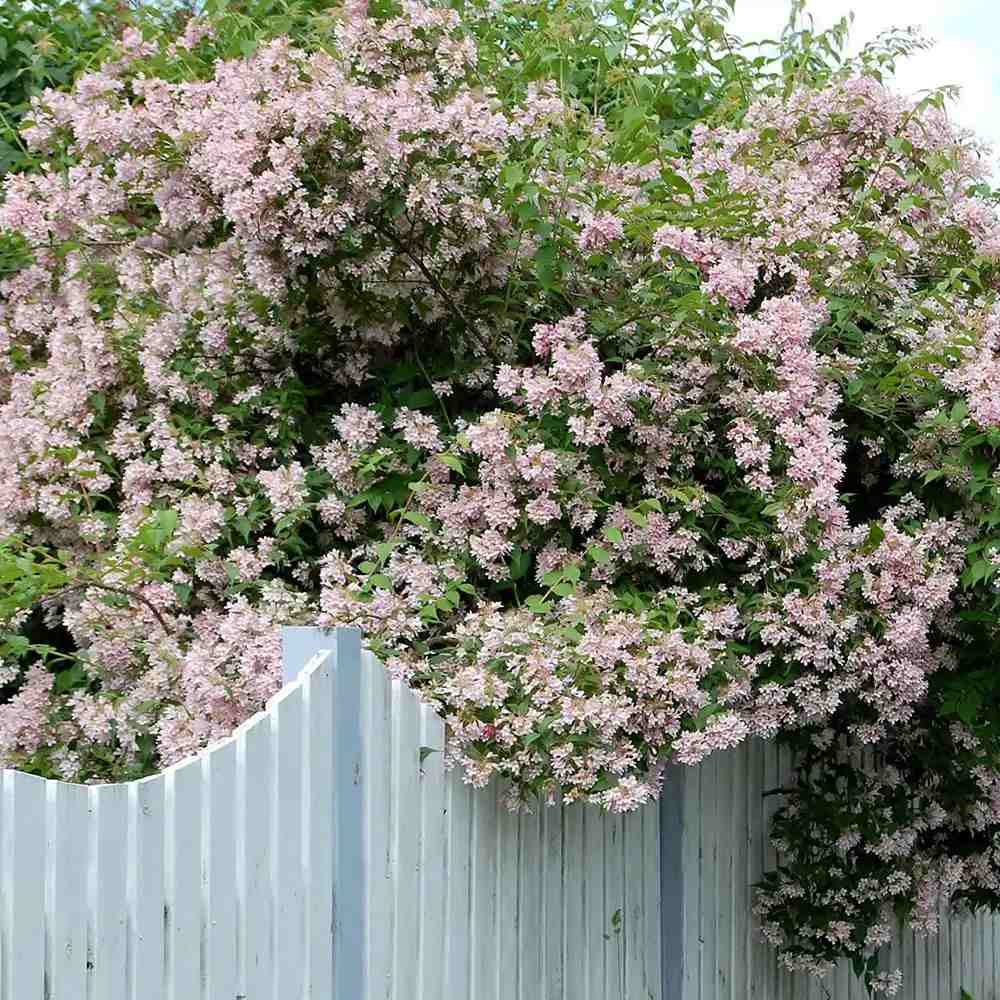 Arbustul frumusetii (Kolkwitzia amabilis) Pink Cloud, flori roz parfumate, rezistent la frig