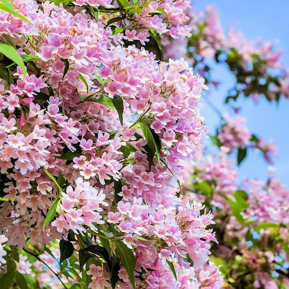 Arbustul frumusetii (Kolkwitzia amabilis) Pink Cloud, flori roz parfumate, rezistent la frig