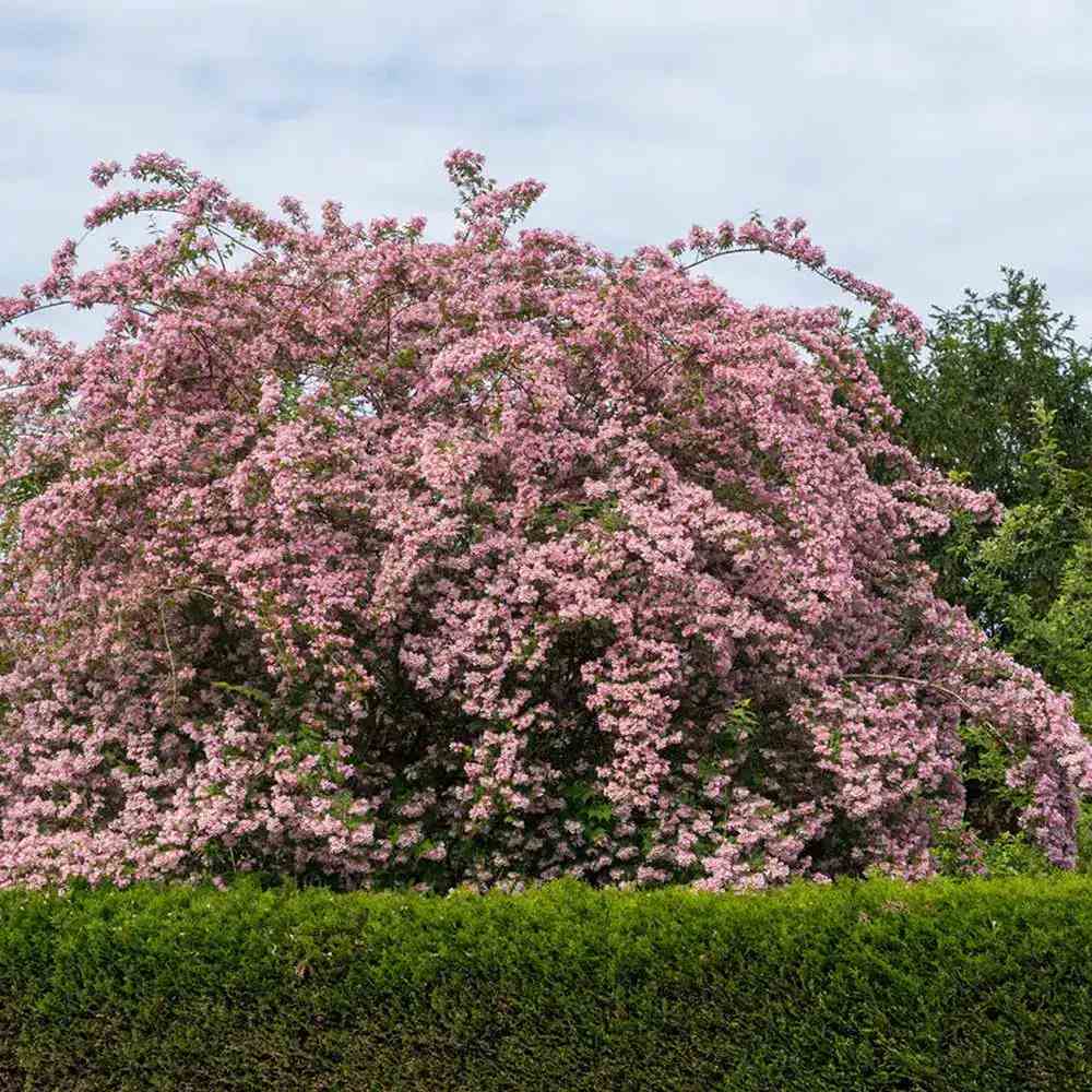 Arbustul frumusetii (Kolkwitzia amabilis) Pink Cloud, flori roz parfumate, rezistent la frig