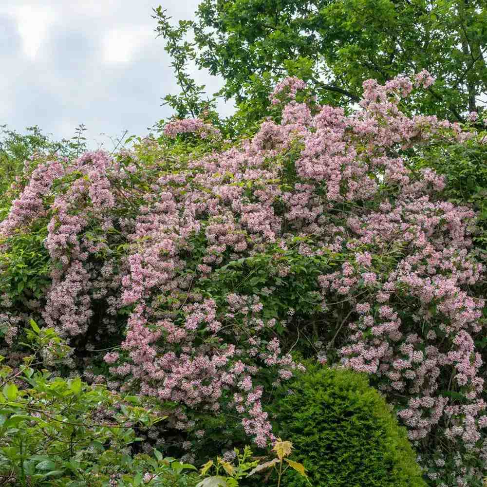 Arbustul frumusetii (Kolkwitzia amabilis) Pink Cloud, flori roz parfumate, rezistent la frig