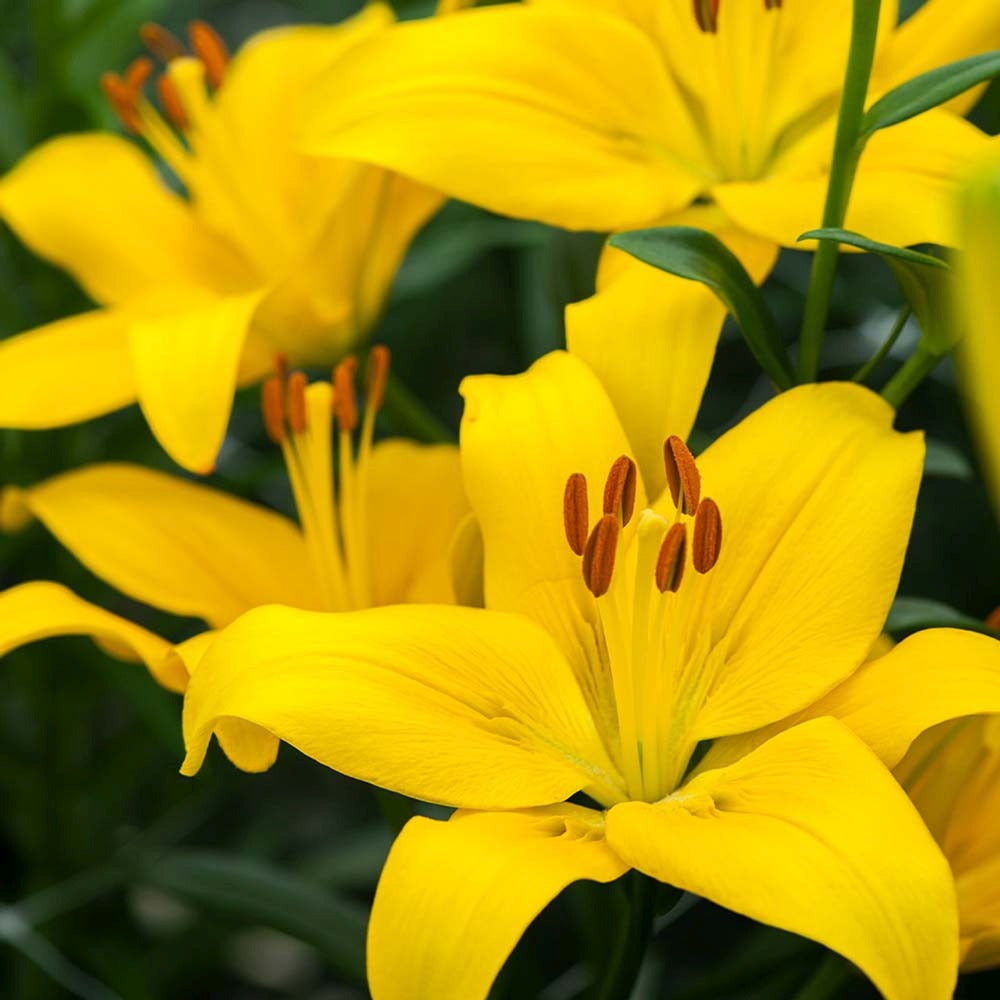 Bulbi de Crini imperiali Asiatic Yellow, set de 2 bulbi cu flori galbene intense, rezistenti la frig, inflorire iunie-iulie