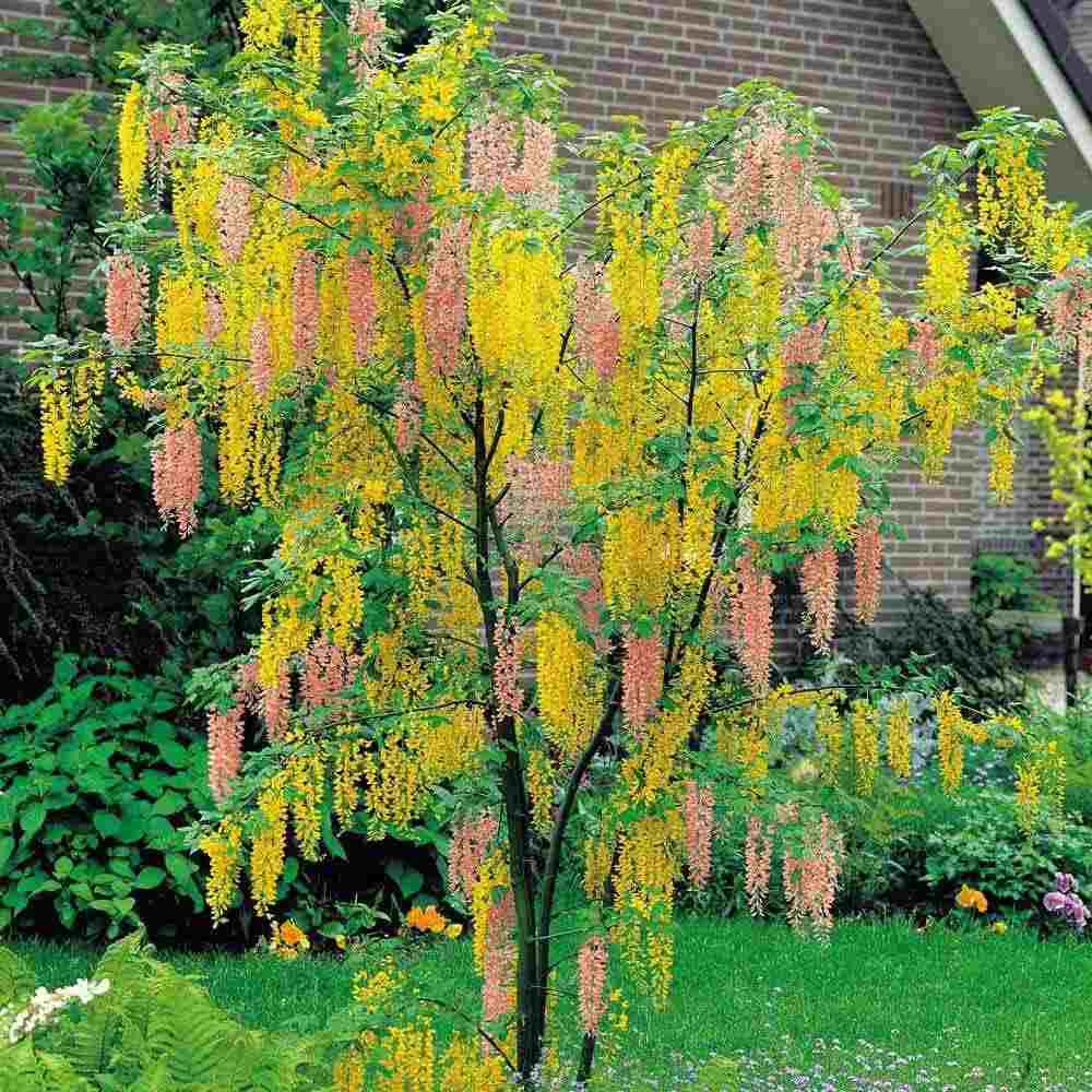 Акация на Адам (Laburnocytisus Adamii)