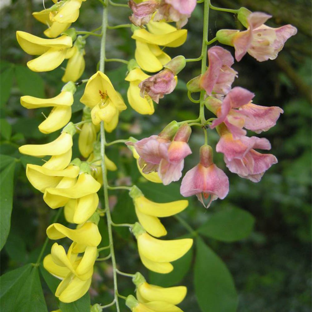 Акация на Адам (Laburnocytisus Adamii)