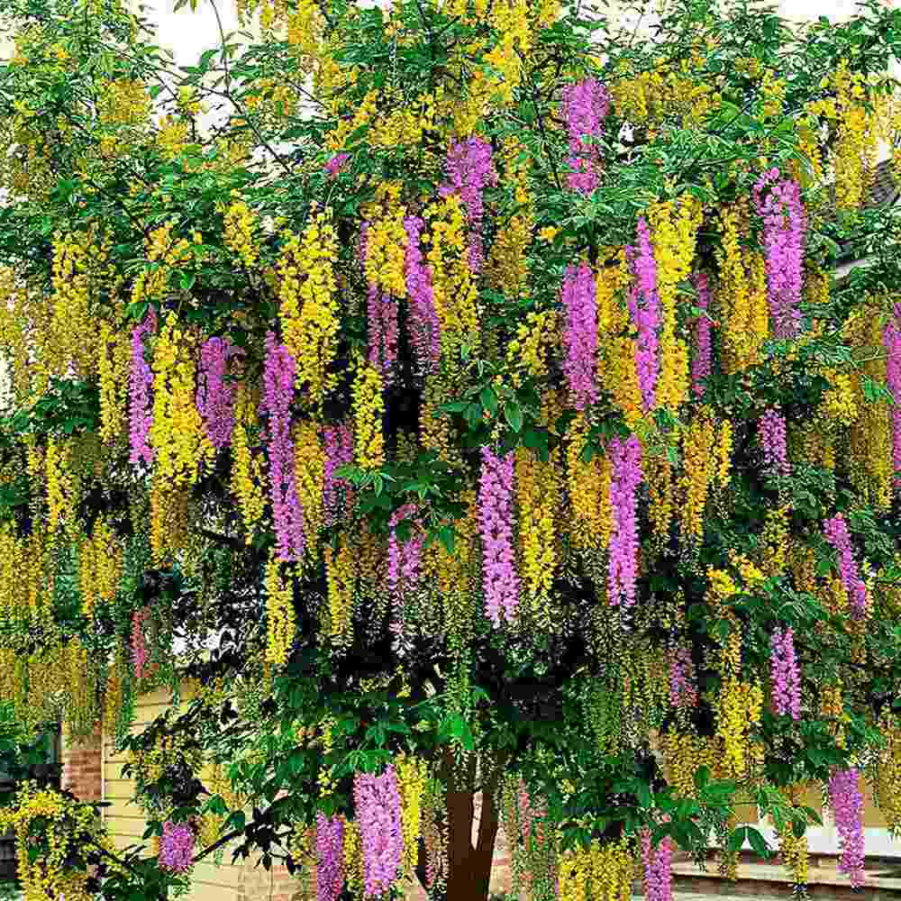 Salcamul Lui Adam (Laburnocytisus Adamii), cu flori galbene si roz decorative, rezistent la ger, ideal pentru gradini insorite