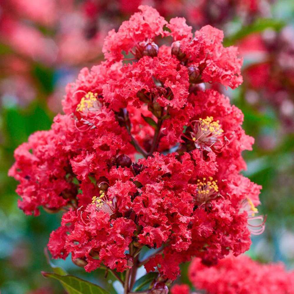 Liliac Indian Copac Enduring Summer Red (Lagerstroemia Indica), copac compact cu flori rosu- intens, inflorire continua