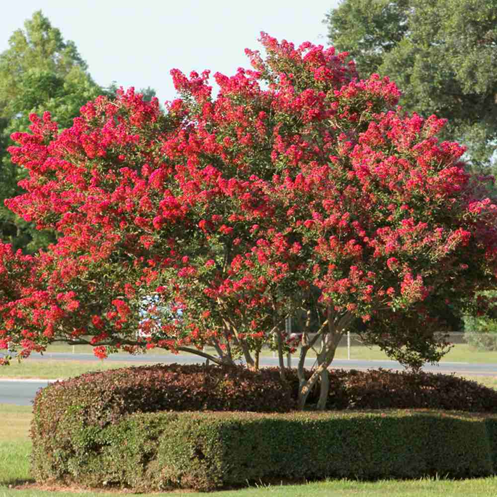 Индийски люляк дърво Enduring Summer Red (Lagerstroemia Indica), компактен дърво с наситено червени цветове, непрекъснат цъфтеж
