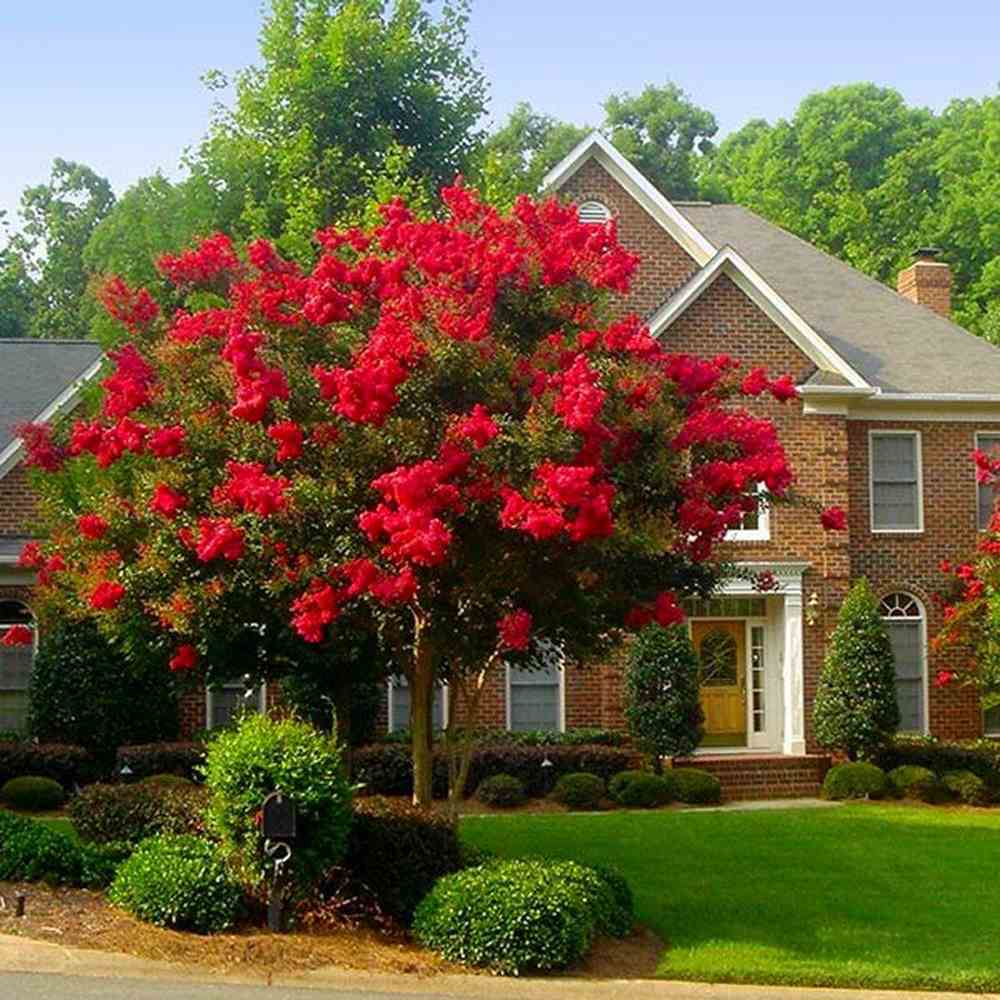 Индийски люляк дърво Enduring Summer Red (Lagerstroemia Indica), компактен дърво с наситено червени цветове, непрекъснат цъфтеж