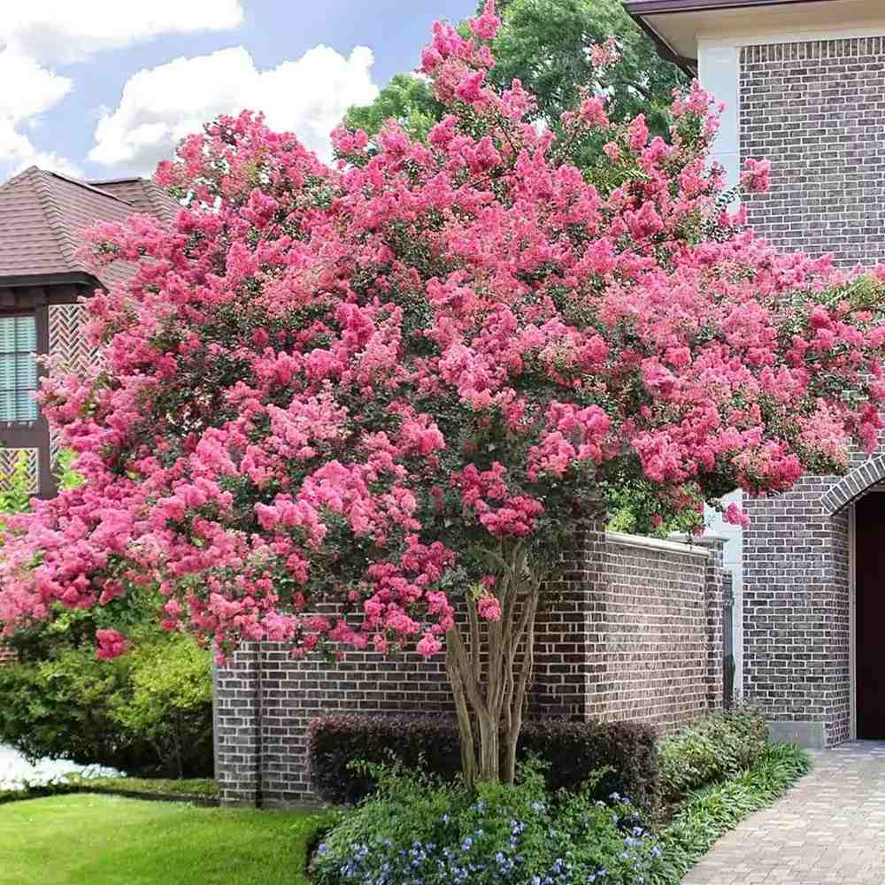 Индийски люляк 'Sioux' (Lagerstroemia) – дърво с наситенорозов цъфтеж през лятото