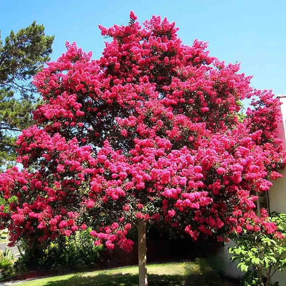 Liliac Indian Arbustiv Tuskegee, arbore de vara cu flori roz-rosu-intens, inflorire lunga, crestere rapida