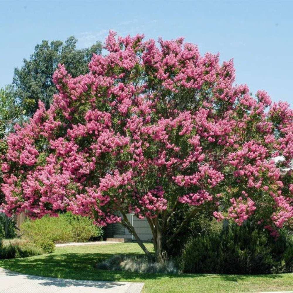 Liliac Indian Arbustiv Muskogee, arbore de vara cu flori mov-lavanda, inflorire cea mai lunga, crestere rapida