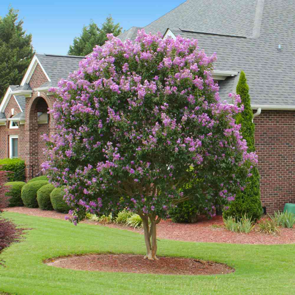 Liliac Indian Copac Seaburn (Lagerstroemia), arbore de vara cu flori roz-carmine, inflorire lunga, port compact