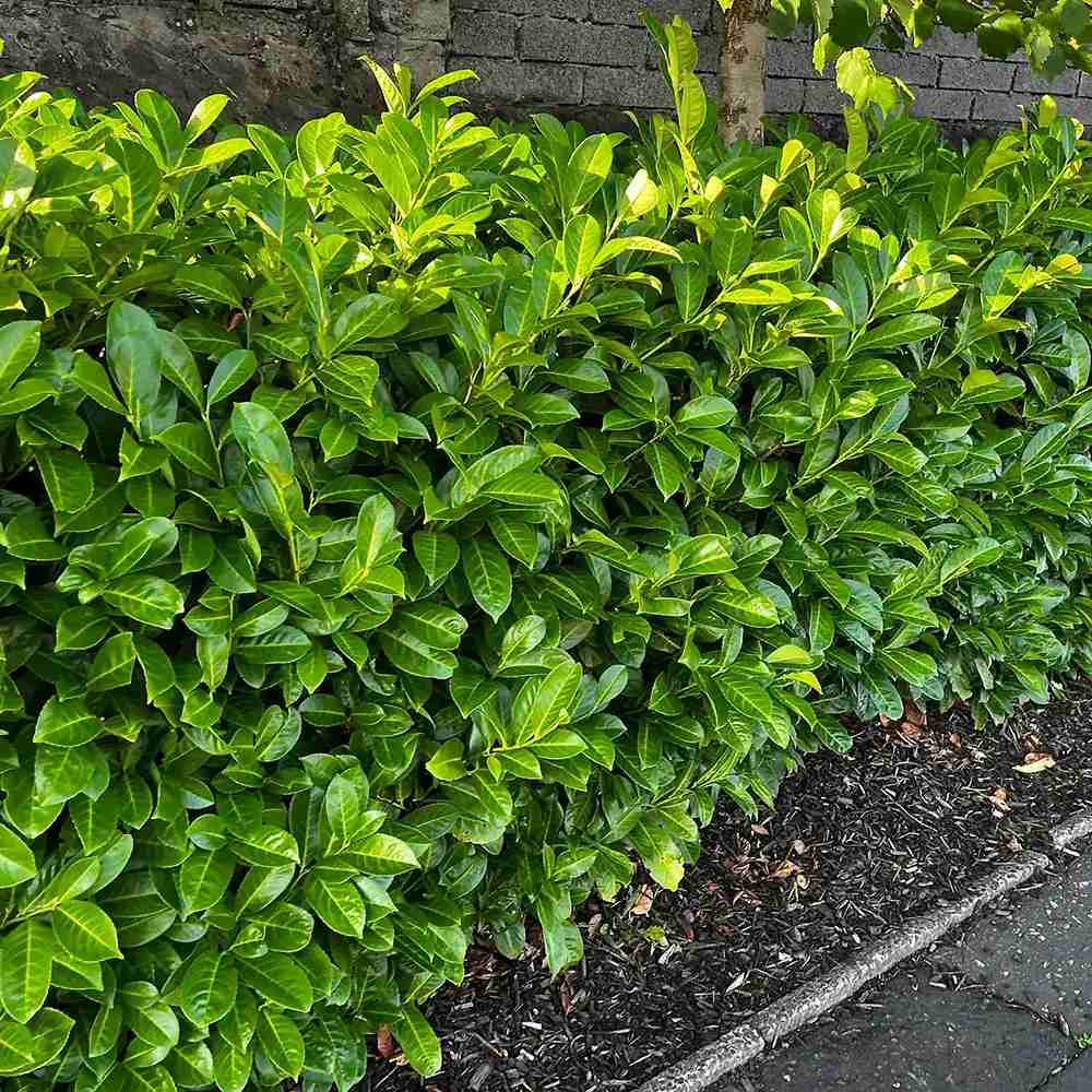 Laur Englezesc Vesnic Verde Rotundifolia (Laurocires), vesnic verde, gard viu rapid, rezistent la boli, frig si caldura, inflorire decorativa