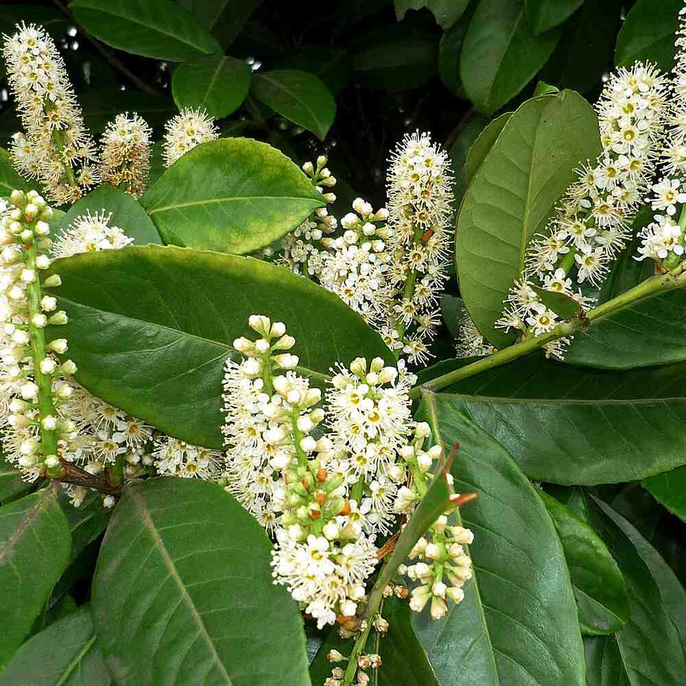 Laur englezesc Copacel (Prunus laurocerasus) Green Lustre, pe Tulpina, vesnic verde, rezistent la frig, cu frunze lucioase