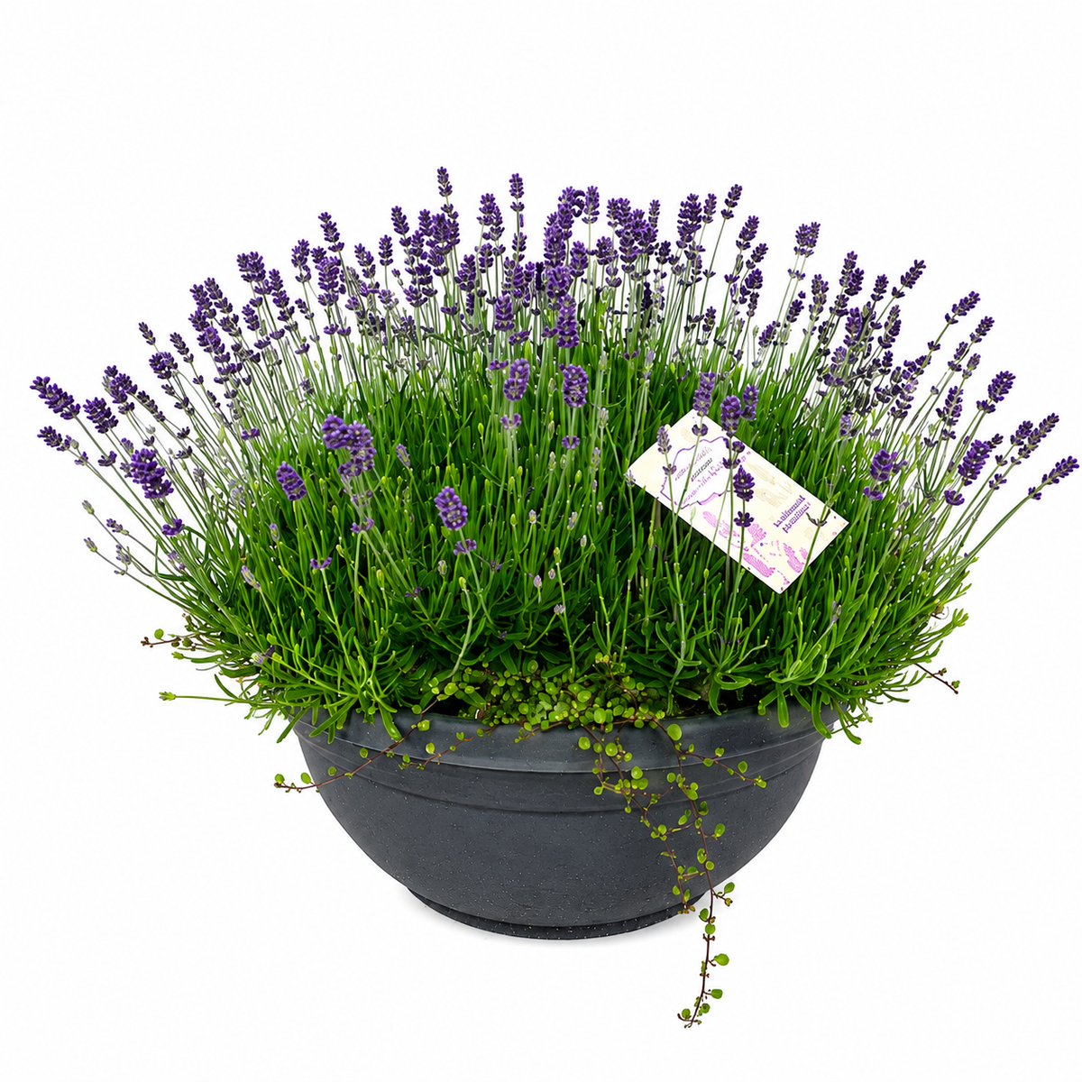 Английска лавандула (Lavandula Angustifolia) Hidcote Blue, със сини-виолетови цветове и съблазнителен аромат
