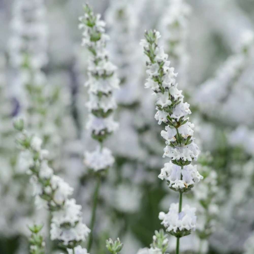 Лавандула Edelweiss, с интензивен аромат и декоративни цветове, идеална за бордюри и градини