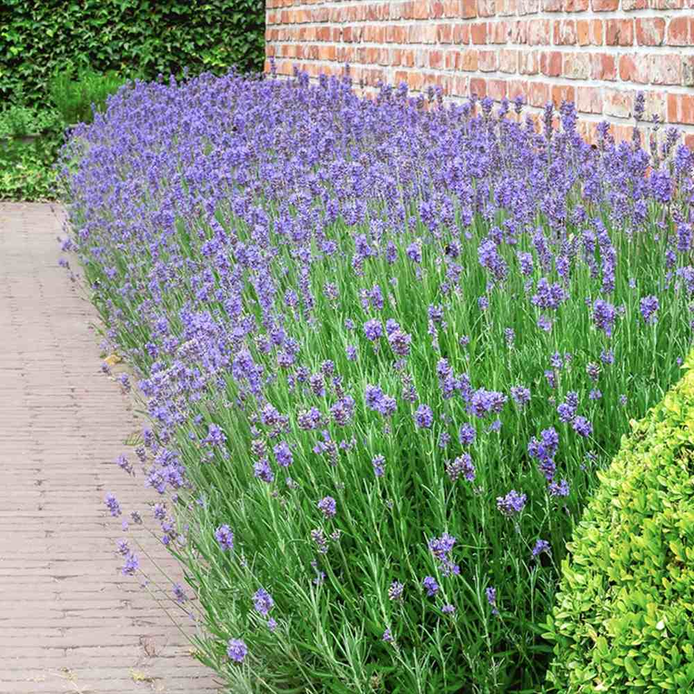 Английска лавандула (Lavandula Angustifolia) Munstead, ароматна лилава, летен цъфтеж, студоустойчива до -20°C