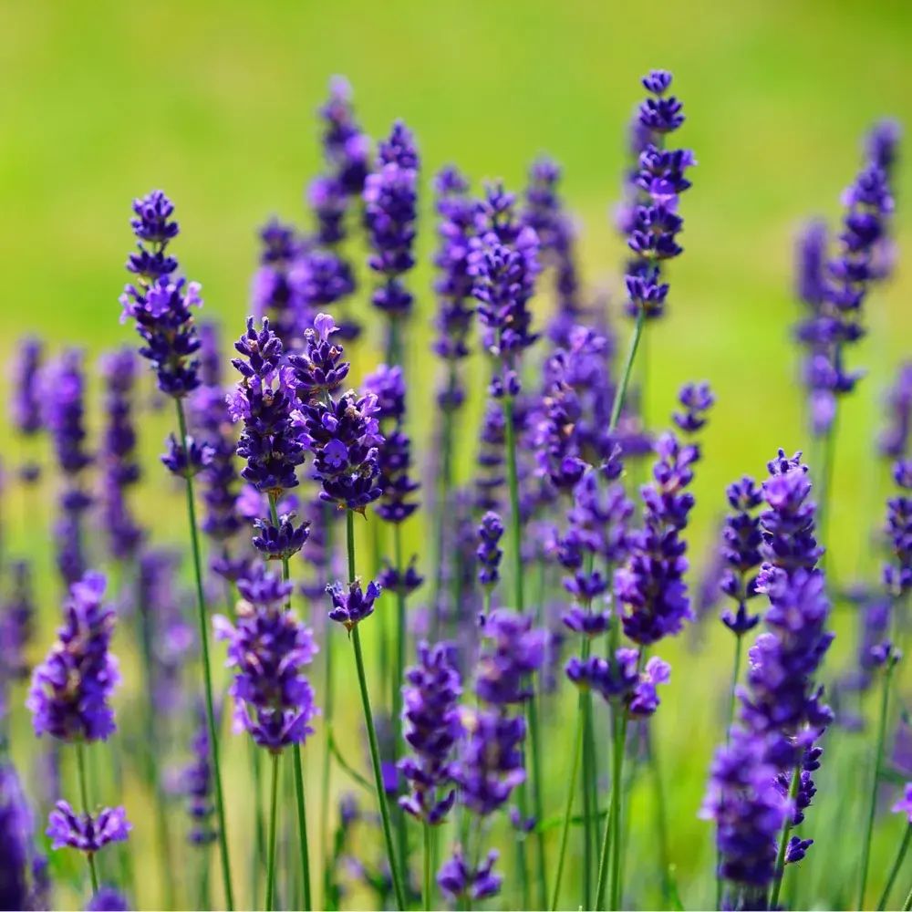 Lavanda Englezeasca Dwarf Blue, lavanda pitica parfumata, inflorire vara, atrage albine