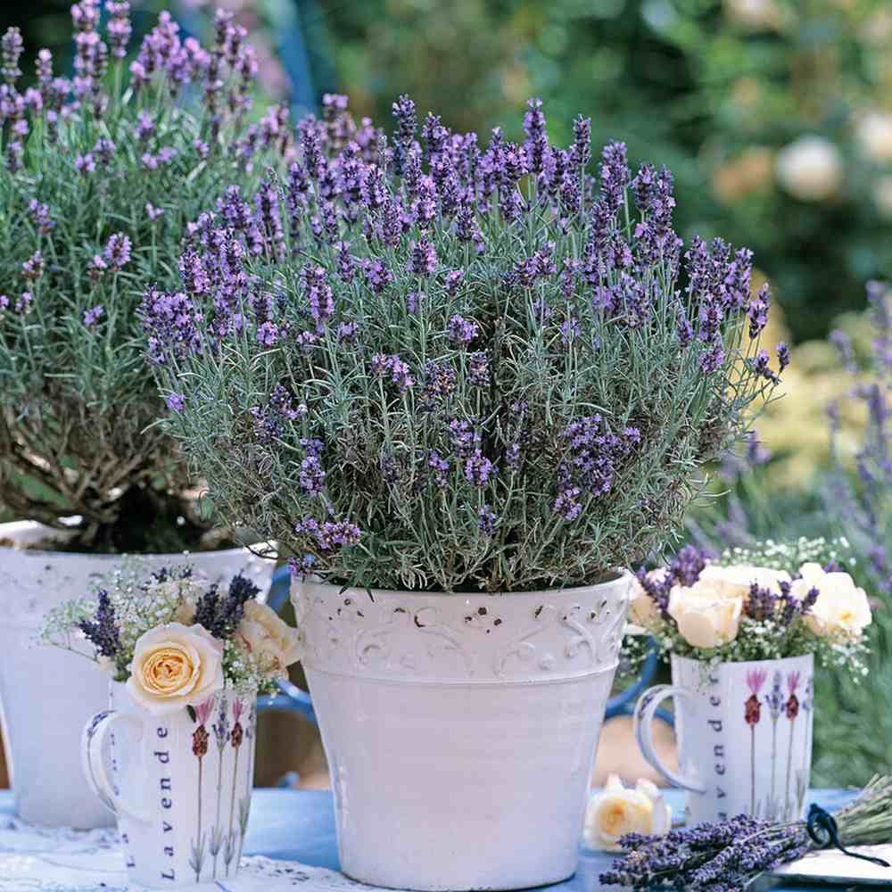Английска лавандула Dwarf Blue, ароматна дребна лавандула, цъфтеж лято, привлича пчели