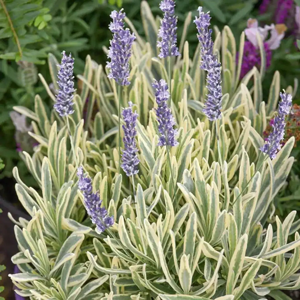 Английска лавандула Platinum Blonde (Lavandula angustifolia), ароматна, с пъстри листа