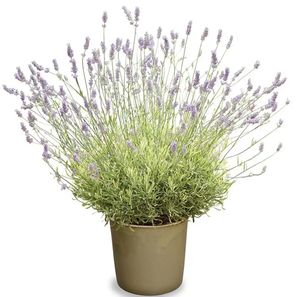 Английска лавандула Platinum Blonde (Lavandula angustifolia), ароматна, с пъстри листа