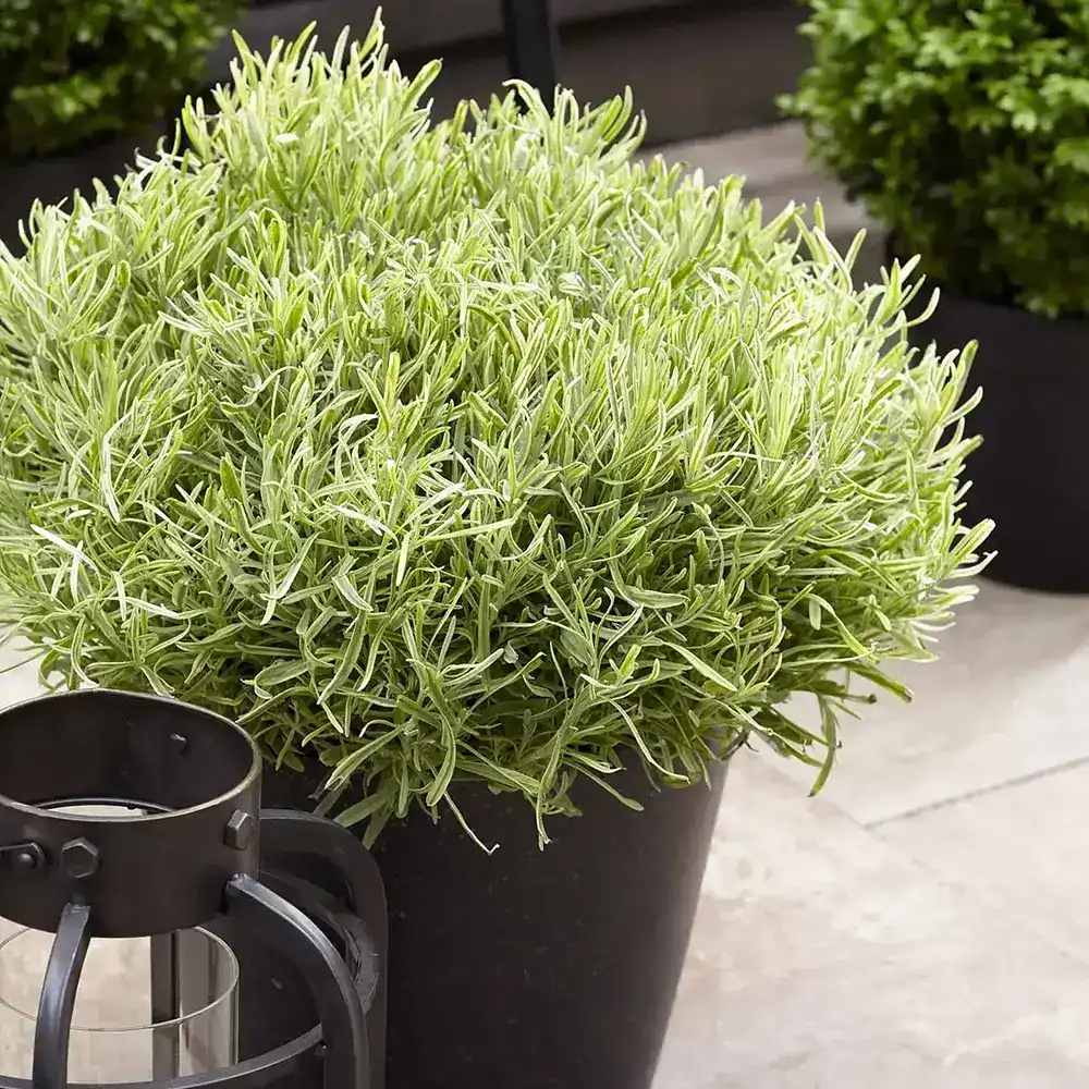 Английска лавандула Platinum Blonde (Lavandula angustifolia), ароматна, с пъстри листа