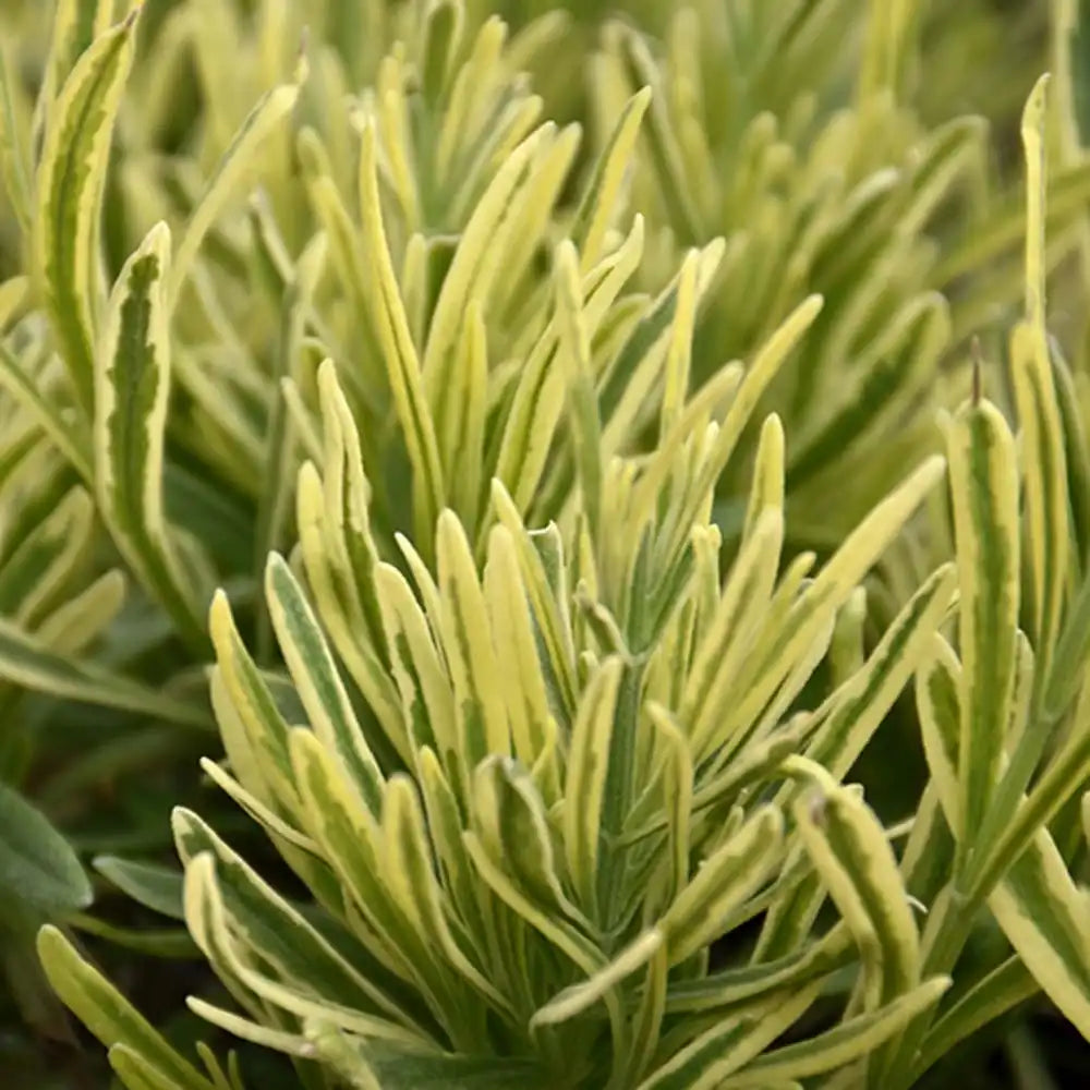 Английска лавандула Platinum Blonde (Lavandula angustifolia), ароматна, с пъстри листа