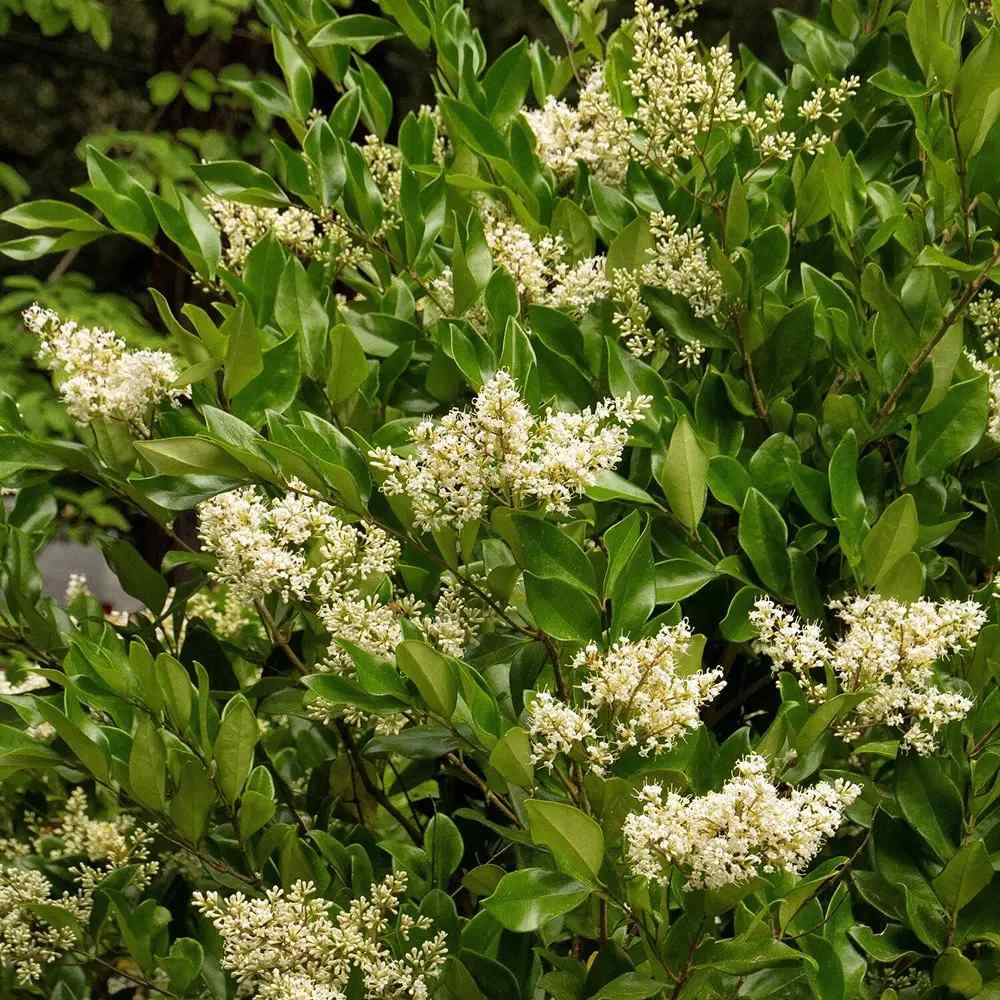 Lemn Cainesc Texanum, arbust decorativ vesnic verde, flori parfumate, usor de intretinut