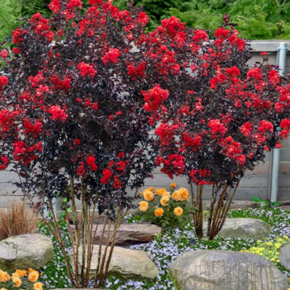 Индийски люляк Lagerstroemia indica 'Black Diamond Red Hot' – храст с червени цветове и тъмна зеленина