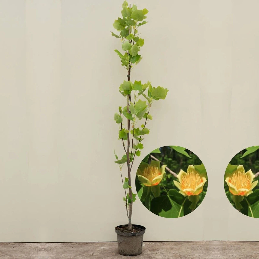 Лалово дърво колонновидно (Liriodendron tulipifera Fastigiata)