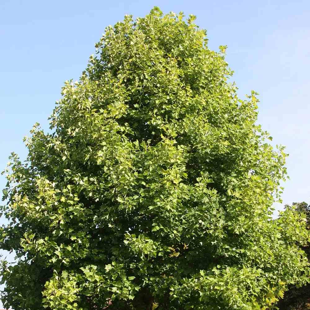 Arborele Lalea (Liriodendron Tulipifera), cu flori galbene in forma de lalea cu parfum discret, frunze lobate zimtate, crestere rapida