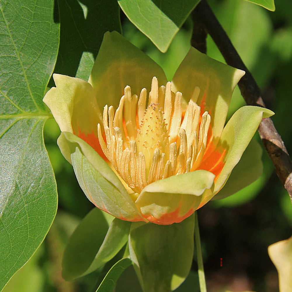 Лалово дърво колонновидно (Liriodendron tulipifera Fastigiata)