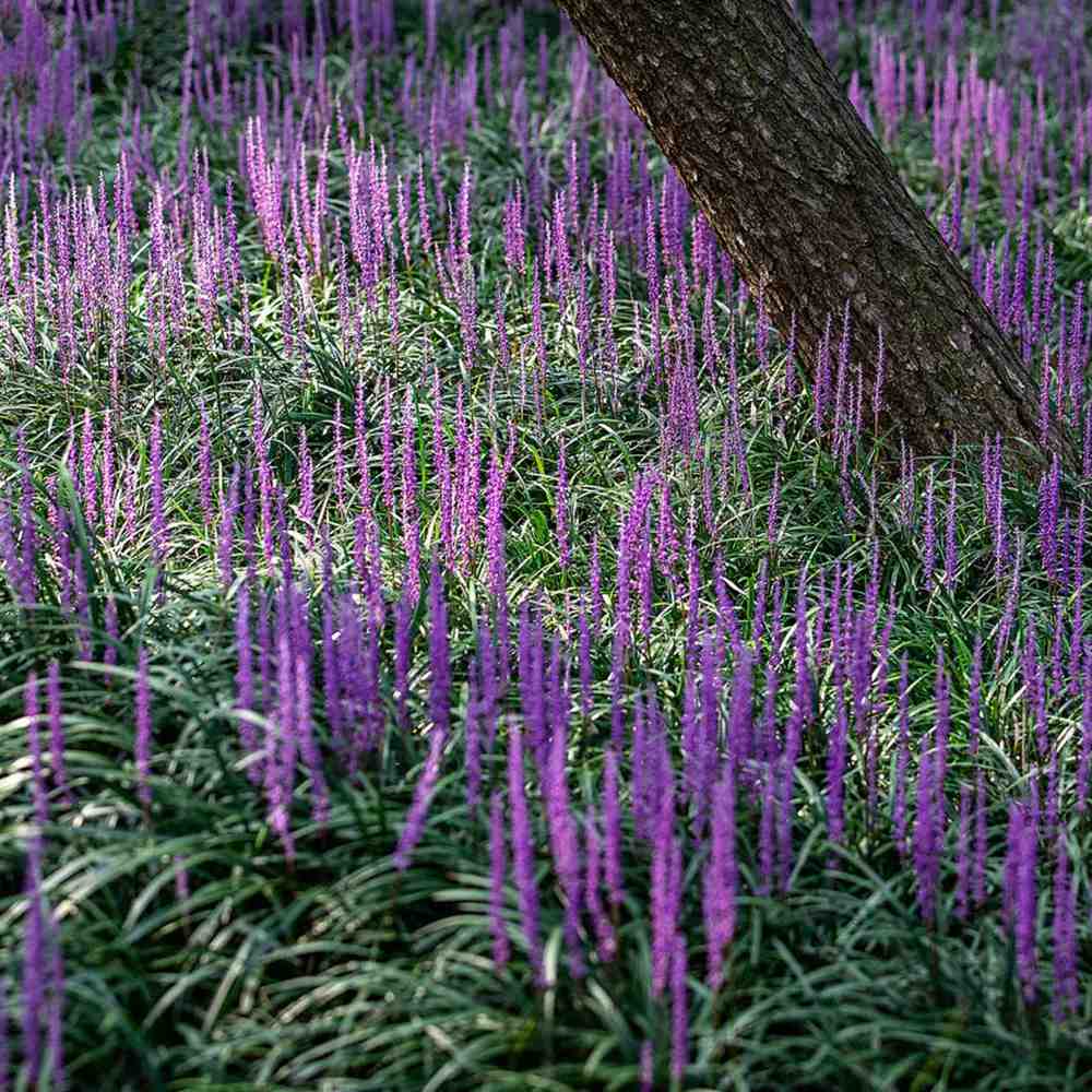 Декоративна трева Liriope muscari – многогодишно растение с лилави цветове и вечнозелена листна маса